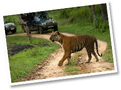 bandipur tiger safari timings