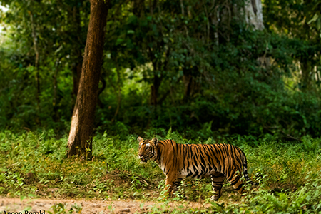 jungle safari at bandipur national park price