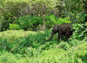 Jungle Safari in Karnataka